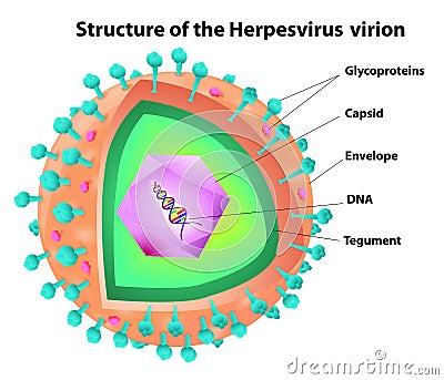 Herpes virus structure Vector Illustration