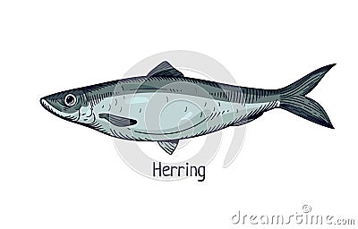 Herring, Atlantic ocean fish drawn in retro style. Sea marine saltwater animal species profile, side view. Detailed Vector Illustration