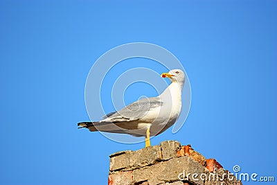 Herring-gull Stock Photo