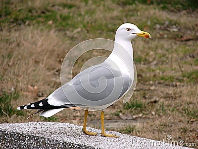 Herring-gull Stock Photo