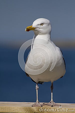 Herring Gull Stock Photo