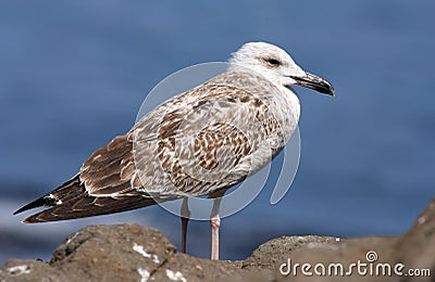 Herring Gull Stock Photo