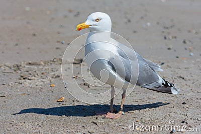 Herring gull at beach of German island Dune near Helgoland Stock Photo