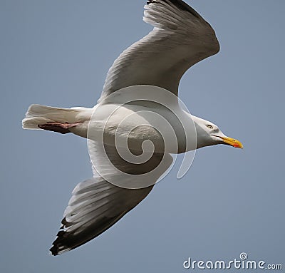 Herring gull at the chalk cliffs of east Yorkshire, Uk. Stock Photo