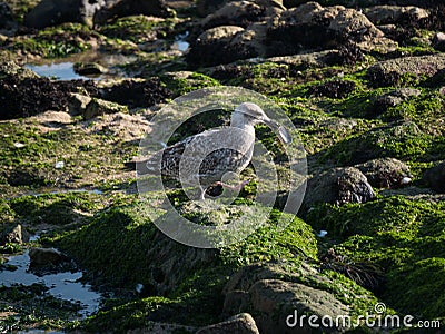 Herring gull cracking open mussel shells on rocks. Stock Photo