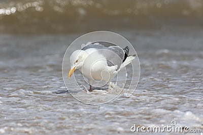 Herring gull fishing in shallow sea water. Coastal wildlife UK Stock Photo