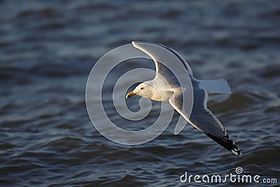 Herring Gull in flight Stock Photo