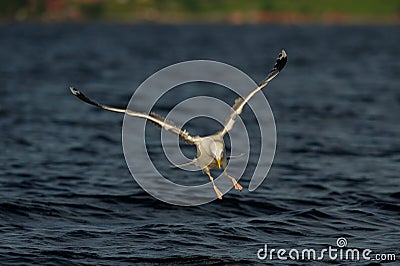 Herring gull flight over the sea, north sea Stock Photo