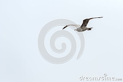 Flying herring gull - beautiful arrangement of feathers on the wing Stock Photo