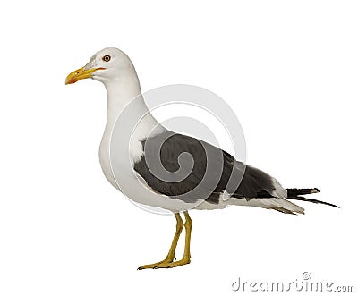 Herring Gull - Larus argentatus (3 years) Stock Photo