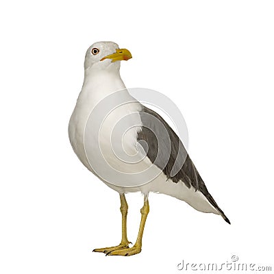 Herring Gull - Larus argentatus (3 years) Stock Photo
