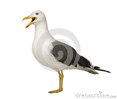 Herring Gull - Larus argentatus (3 years) Stock Photo