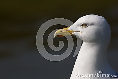 Herring gull Larus argentatus head in close up profile with co Stock Photo