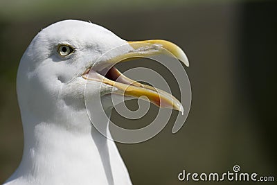 Herring Gull, larus argentatus, Portrait of Adult calling Stock Photo