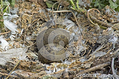 Herring Gull Nest with Eggs Stock Photo