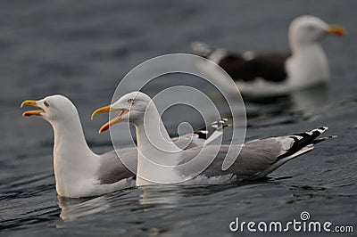 Herring gull pair are calling, north sea Stock Photo