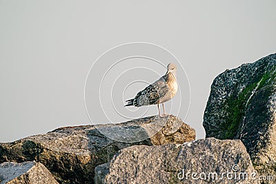 A herring gull on a rock at a cloudy day sea in the background, on the beach of Dune, Germany Stock Photo