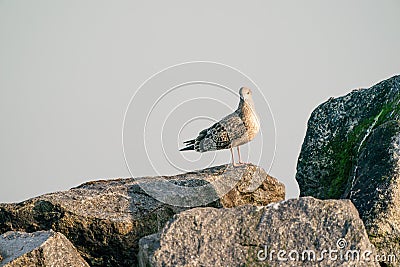 A herring gull on a rock, sea in the background, on the beach of Dune, Germany Stock Photo