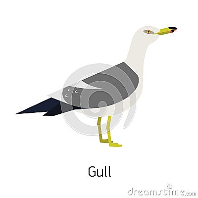 Herring gull or seagull isolated on white background. Gorgeous marine bird or seabird. Beautiful wild avian species Vector Illustration