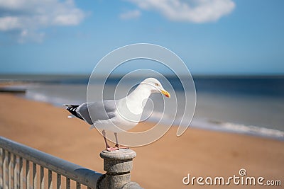 Herring gull standing on a post in front a Ramsgate main sands beach in Thanet, Kent Stock Photo