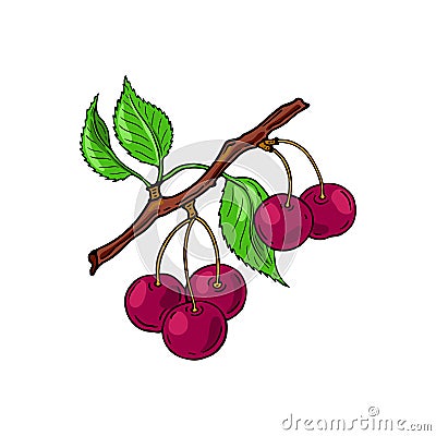 Cherry branch. Red berries. Hand-drawn flat image. Vector illustration Vector Illustration