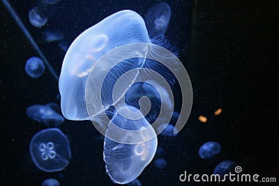 09.23.2008, Hersonissos, Crete, Greece. glowing jellyfish in dark water. Animals of the ocean and the sea. Stock Photo