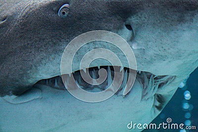 09.23.2008, Hersonissos, Crete, Greece.shark head close up. maw with numerous shark teeth. Stock Photo