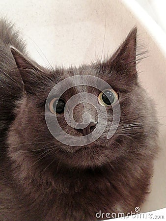 Ð¡heshire cat in real life staring at you Stock Photo