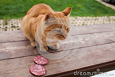 Hesitating cat Stock Photo