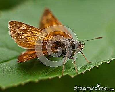 Hesperia comma Silver-spotted skipper Stock Photo