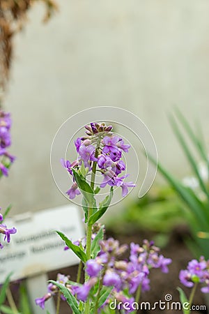 Hesperis Bicuspidata flowers in Saint Gallen in Switzerland Stock Photo