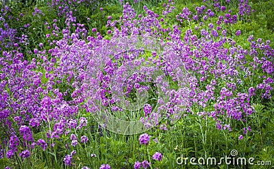 Hesperis Matronalis, background. Stock Photo