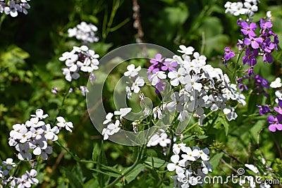 Hesperis matronalis commonly known s Dame's Rocket Stock Photo