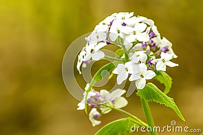 Hesperis matronalis, damask violet Stock Photo