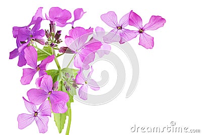 Hesperis matronalis (Dame's Rocket) Stock Photo