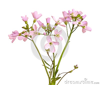 Hesperis matronalis flower on white background Stock Photo