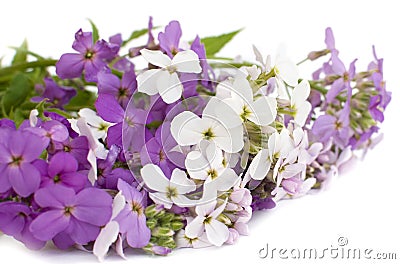 Hesperis matronalis flowers Stock Photo
