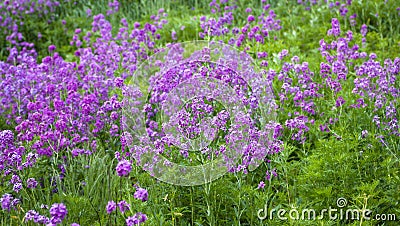 Hesperis Matronalis. Stock Photo