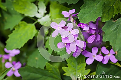 Hesperis Matronalis. Stock Photo