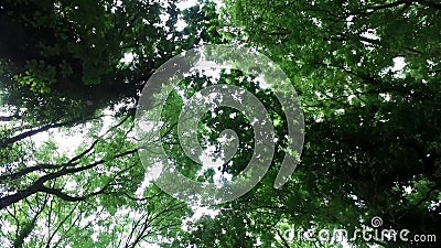 Het langzame bewegen zich, die stijgende mening door boomluifel, met zon door bladeren kijken stock footage Het langzame bewegen zich, die stijgende mening door boomluifel, met zon door bladeren kijken stock footage