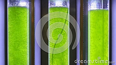 Het naadloze van een lus voorzien, Photobioreactor in biofuel van de Algenbrandstof de industrielaboratorium stock video Het naadloze van een lus voorzien, Photobioreactor in biofuel van de Algenbrandstof de industrielaboratorium stock video