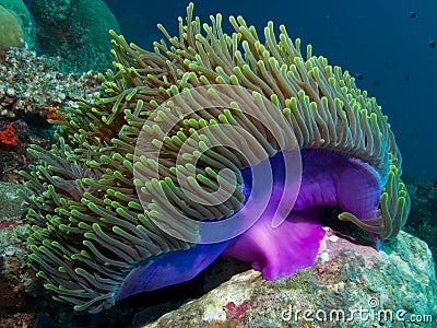 Heteractis magnifica Stock Photo