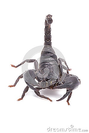 Heterometrus longimanus back scorpion.Emperor Scorpion, Pandinus imperator.scorpion isolate on white background Stock Photo