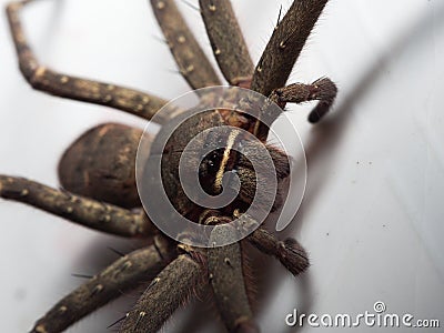 Heteropoda venatoria Stock Photo