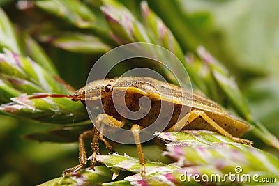 Heteroptera, a forest bug among the grass Stock Photo