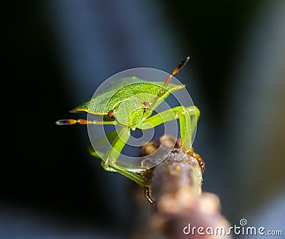 Heteroptera Stock Photo