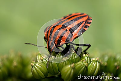 Heteroptera (red + black bug) Stock Photo