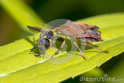 Heteroptera with wasp prey on leaf Stock Photo
