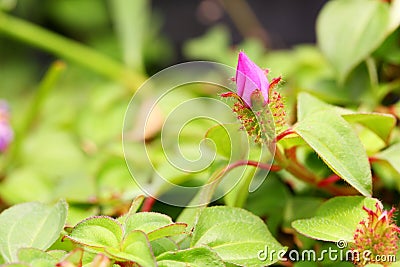 Heterotis rotundifolia bud Stock Photo