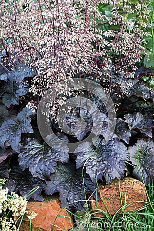 Heuchera autumn perennial plant on the garden bed Stock Photo